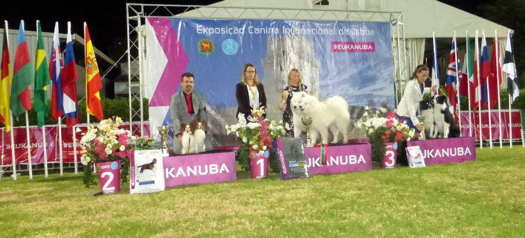De Natacha Koungasalakh - Lisboa Dog Show winner 2017 QC Cruft