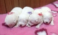 CHIOT