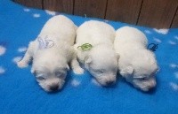 CHIOT